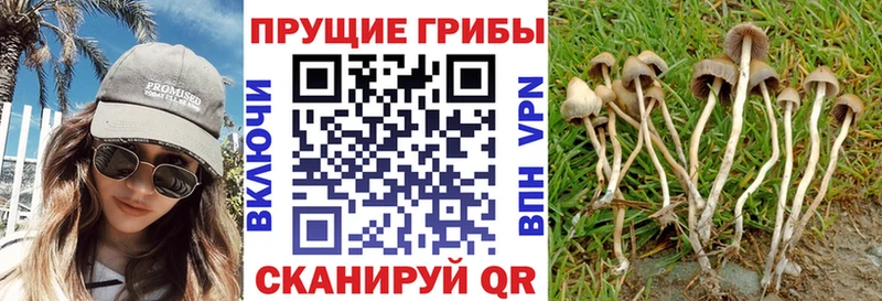 Галлюциногенные грибы Psilocybe  Задонск 